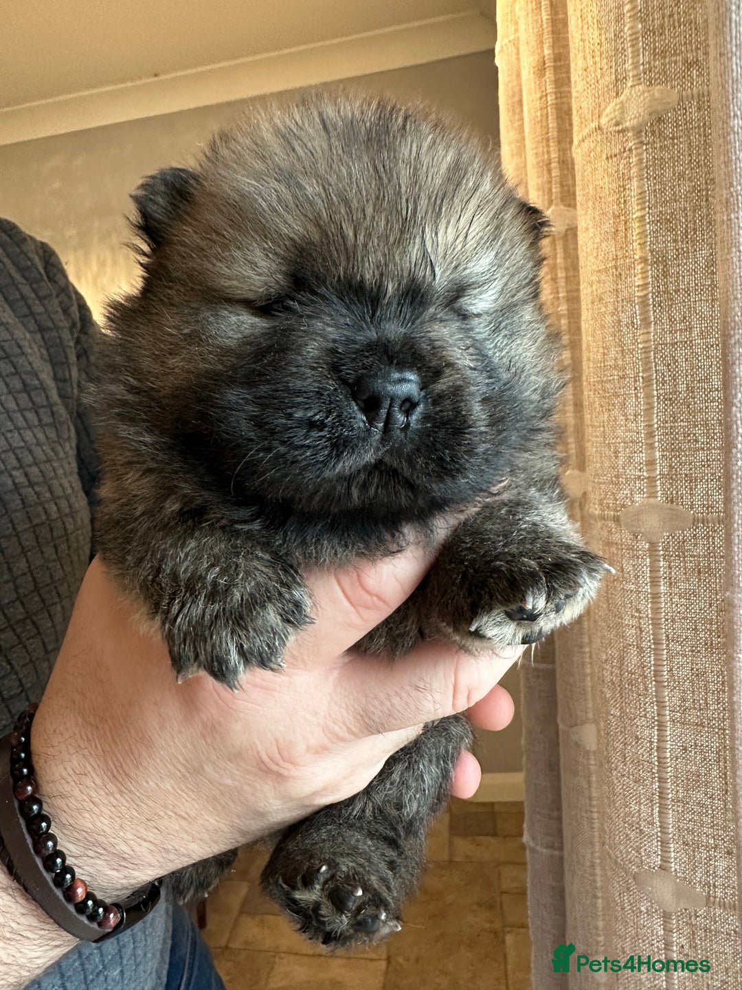 Chow Chow dogs for sale: Stunning KC registered Chow Chow puppies  - Advert 24