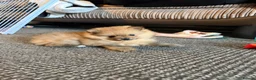 Pomeranian dogs for sale: Pomeranian puppies - Advert 7