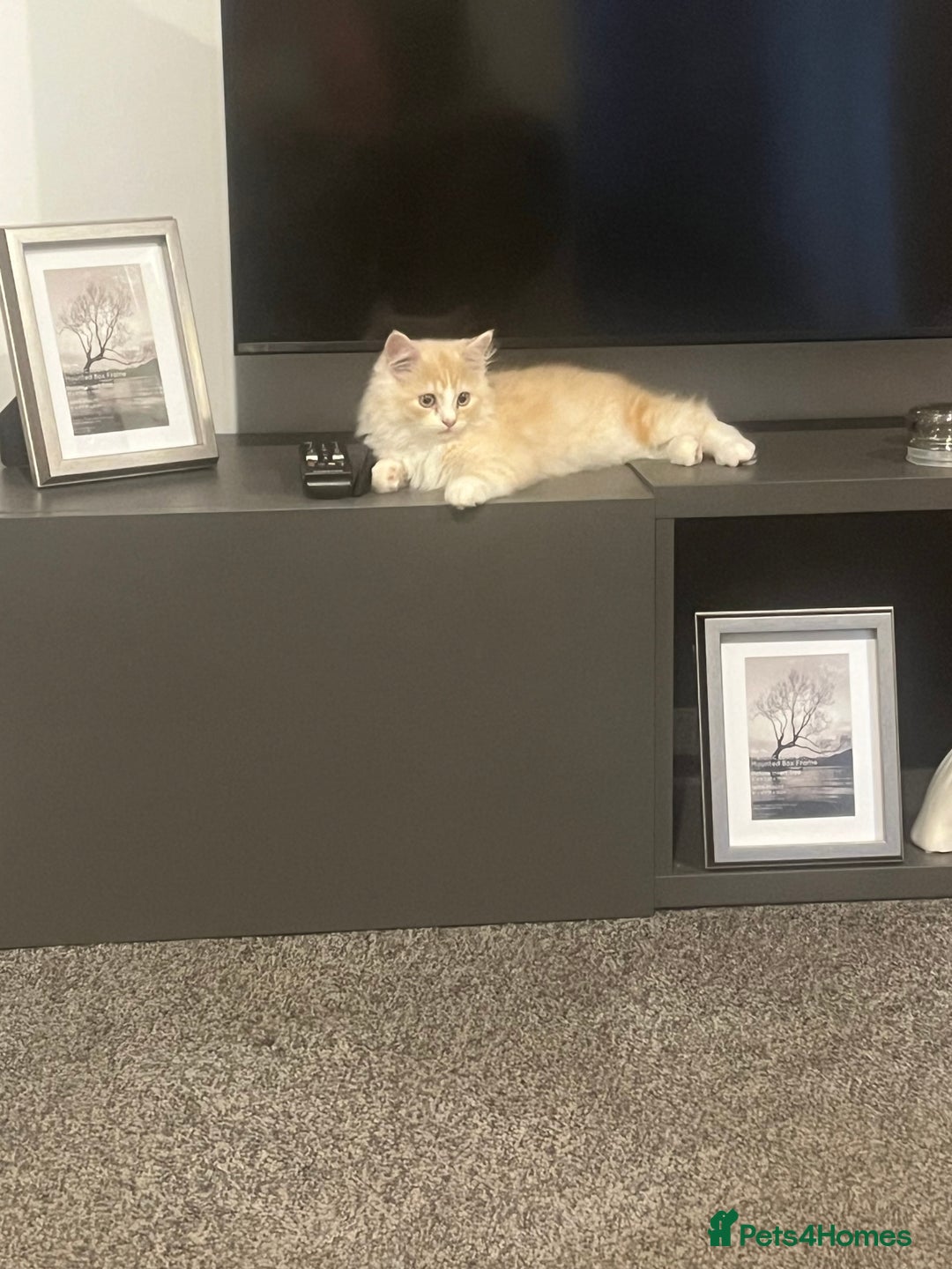 Persian cats for sale: Persian kitten for sale - Image 7