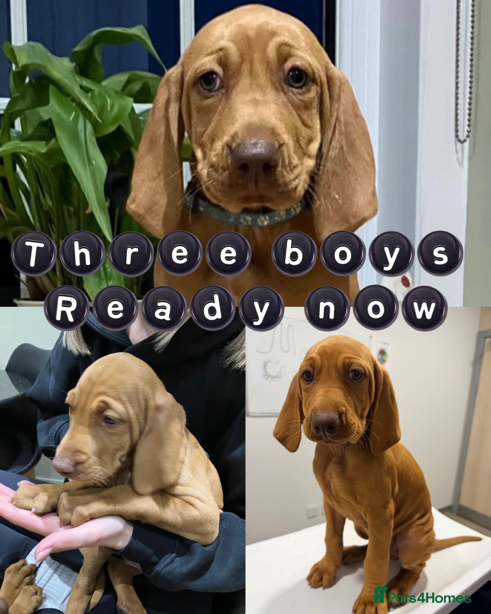 Hungarian Vizsla dogs READY NOW Beautiful KC Reg. Vizsla Pups - Advert 1