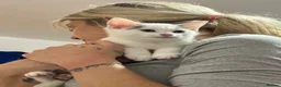 Persian cats for sale: 3 beautiful half Persian kittens left for sale!! - Advert 10