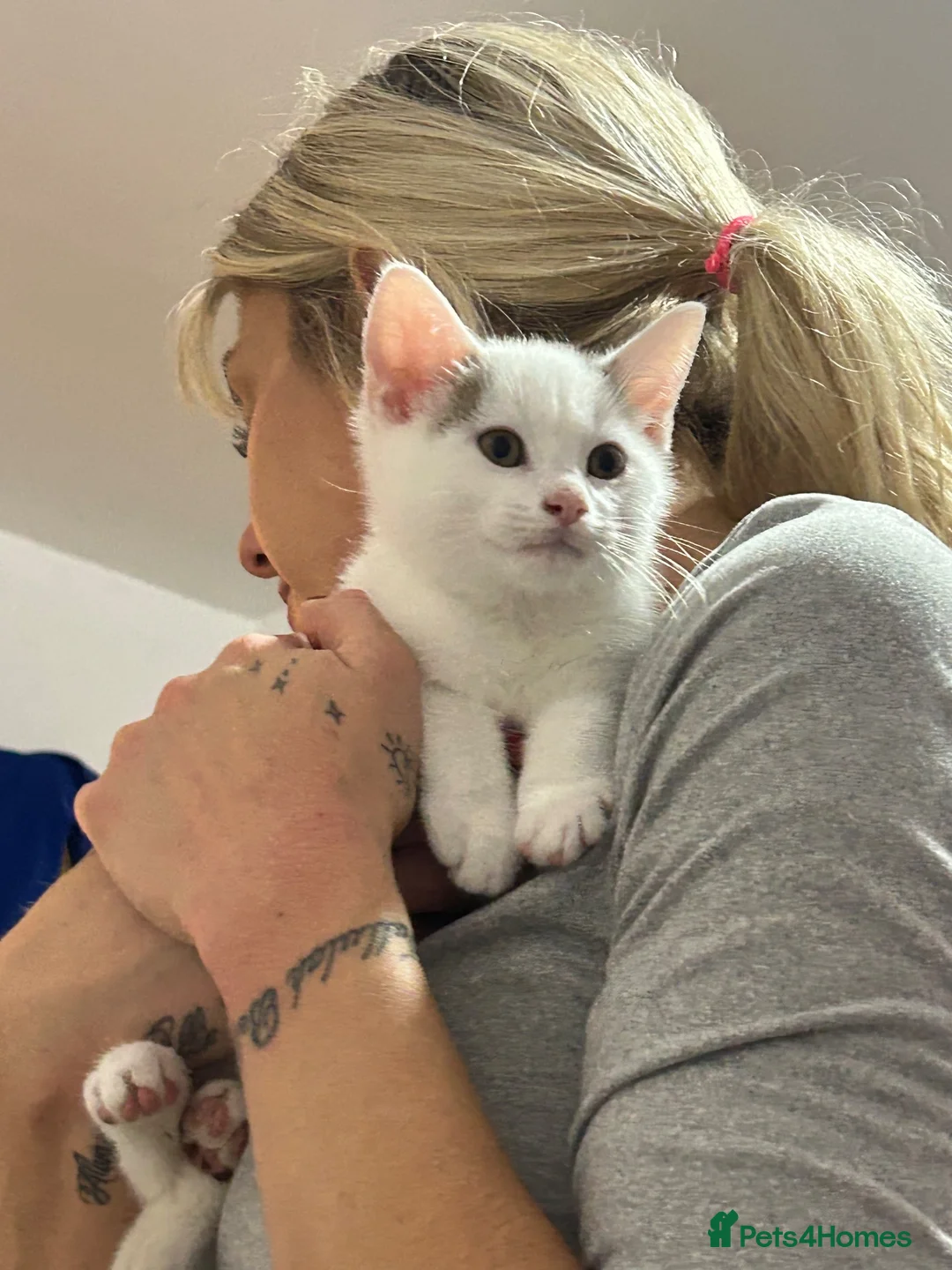 Persian cats for sale: 3 beautiful half Persian kittens left for sale!! - Advert 10