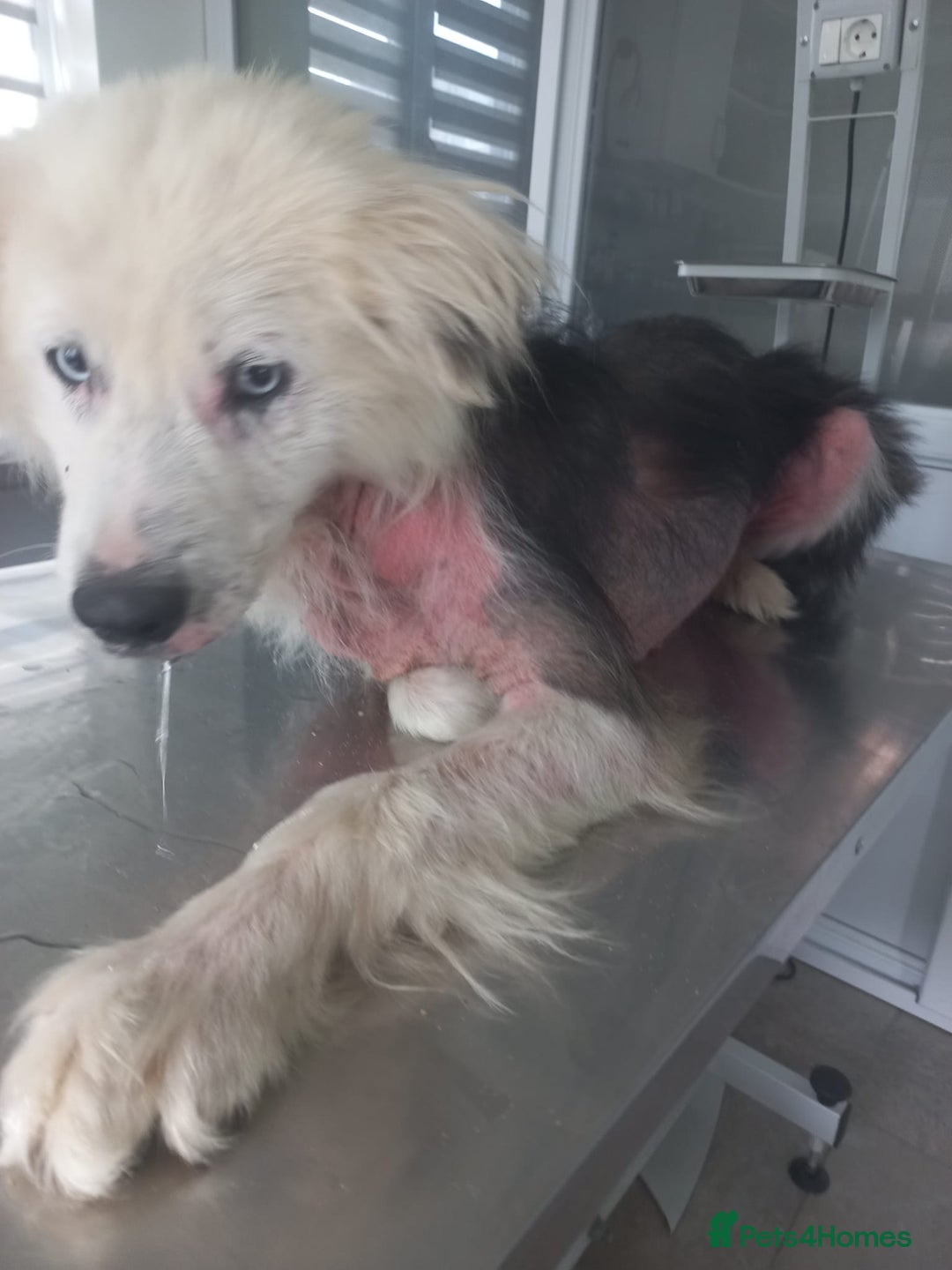 Mixed Breed dogs for adoption: BLUE3 - a lovely boy for a Loving Home - Image 13