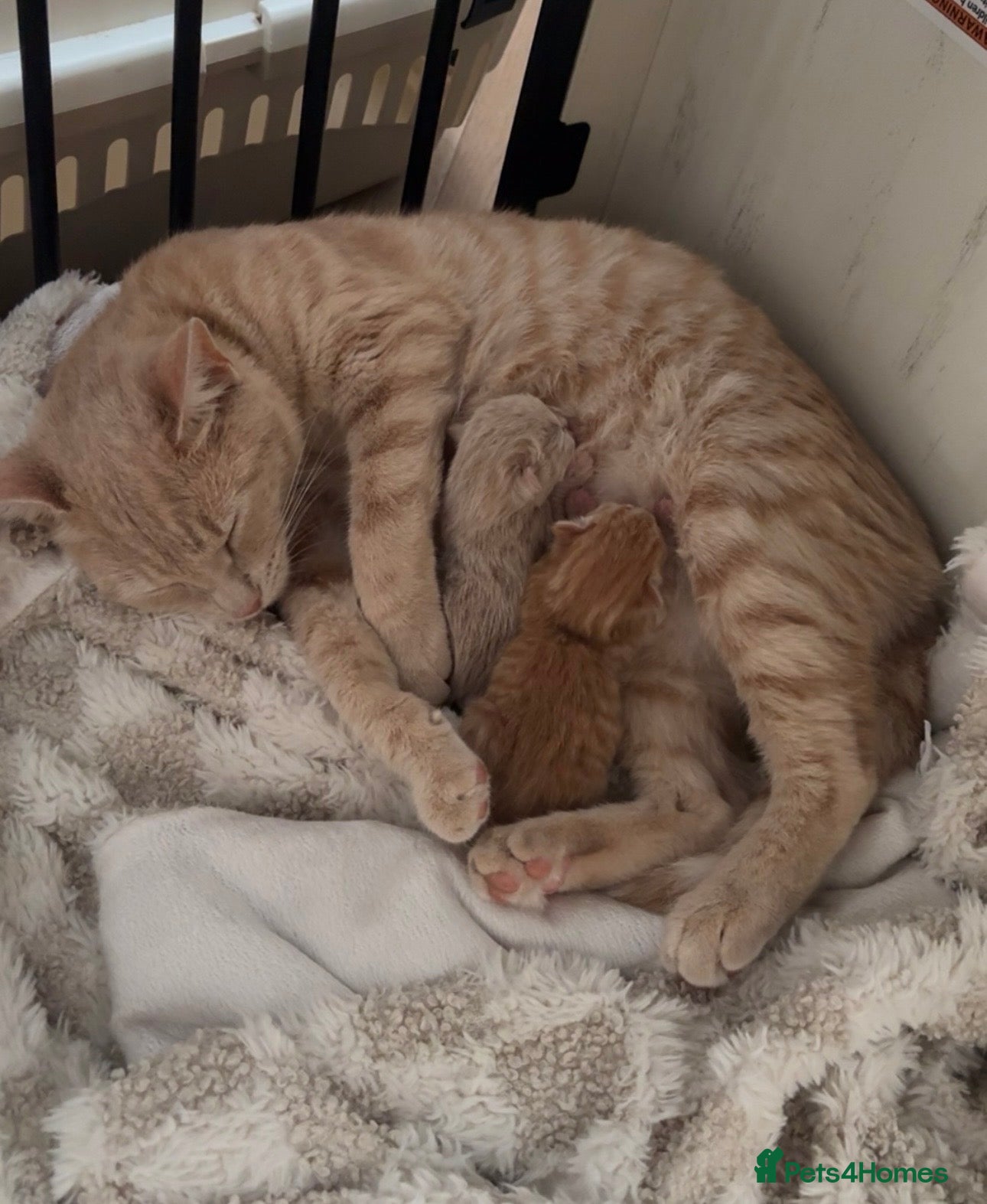 Mixed Breed cats Adorable ginger Tabby Kitten - Advert 1