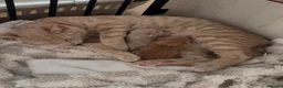 Mixed Breed cats for sale: Adorable ginger Tabby Kitten in Whitley Bay - Advert 1