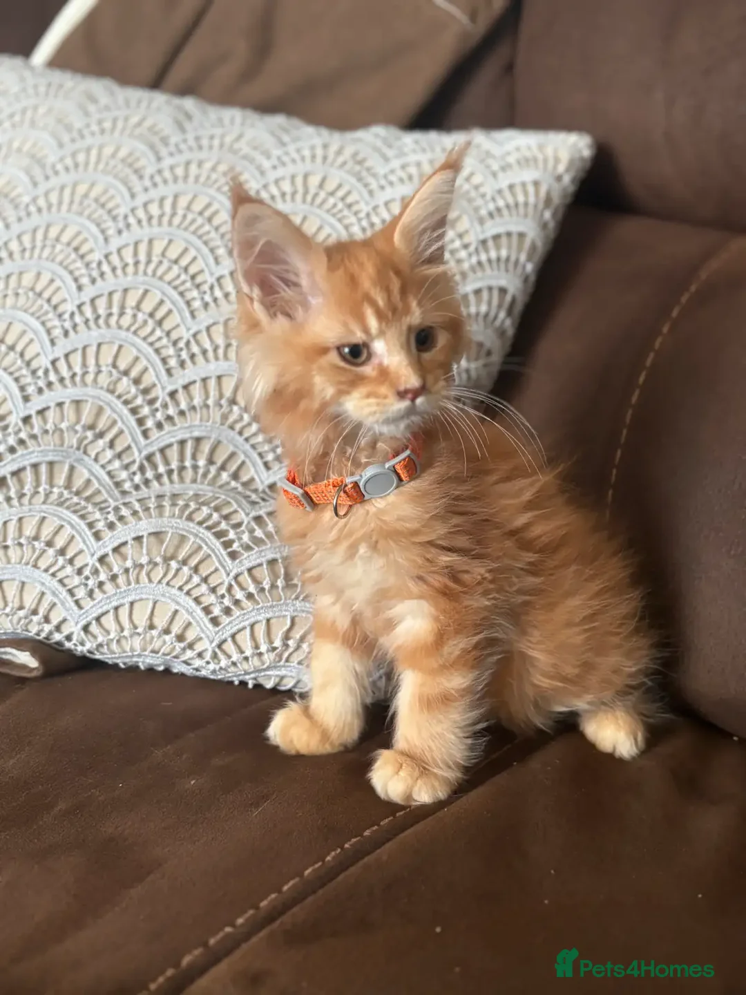 Maine Coon cats for sale: Soft-coat Maine Coons - Image 5