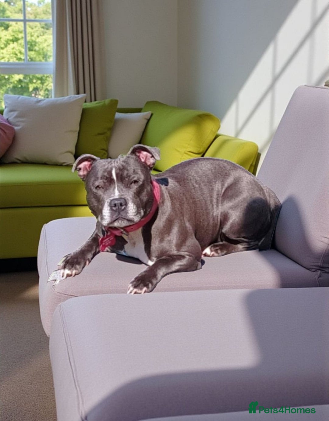 Staffordshire Bull Terrier dogs for sale: SOLID BLUE TEDDY BEARS STAFFS 🐻  - Advert 17