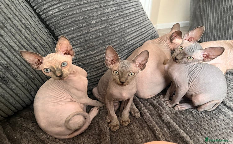 Sphynx cats - Advert 7
