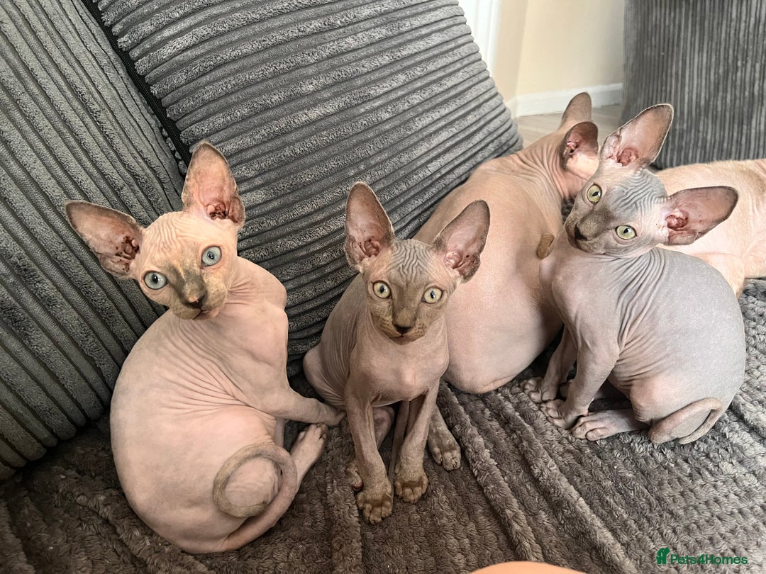 Sphynx cats for sale: 🌟Beautiful sphynx Ready for their new homes 🌟 - Image 1