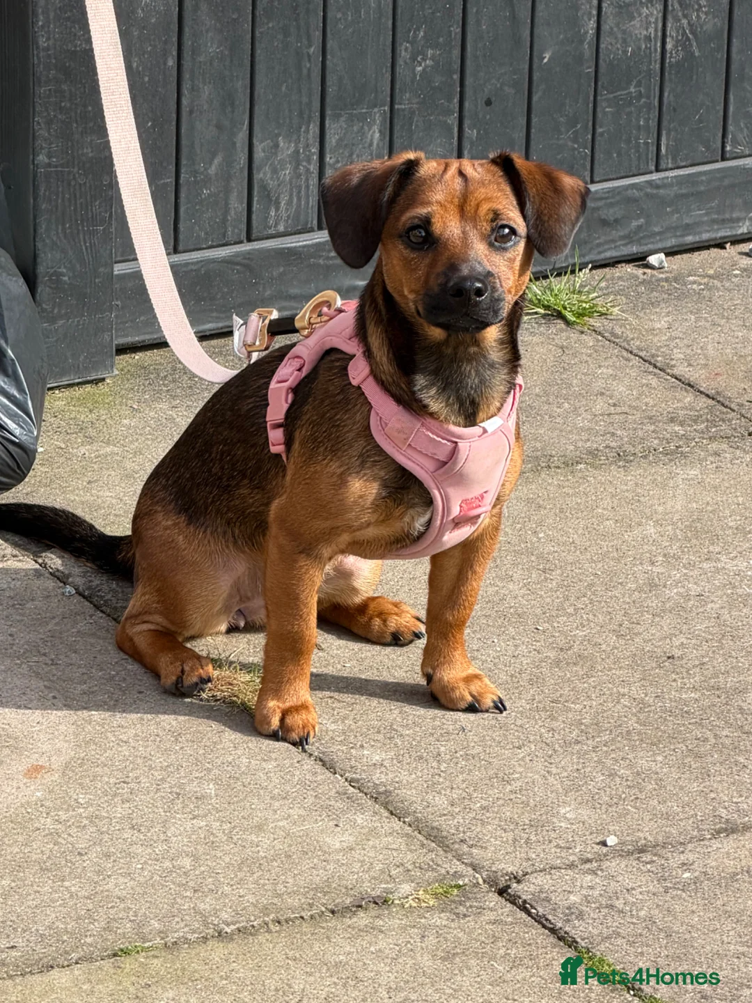 Chiweenie dogs for sale: Chiweenie  - Advert 1