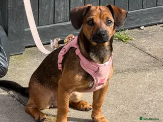 Chiweenie dogs Chiweenie - Advert 2