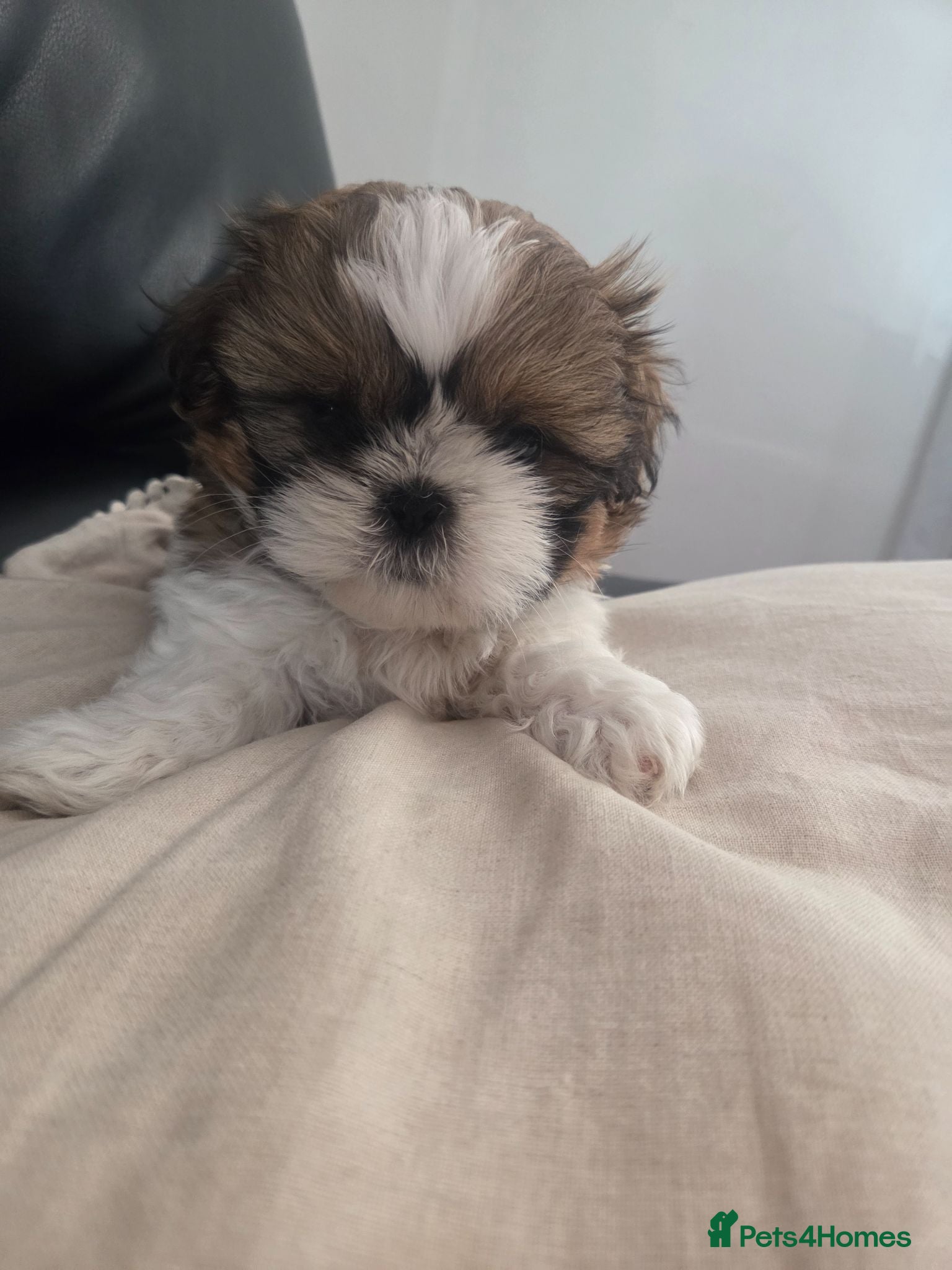 Shih Tzu dogs 3 Beautiful shih tzu puppies  - Advert 1
