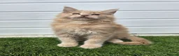 Maine Coon cats for sale: Beautiful gccf pet registered maine coon babies  - Advert 17