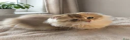 Scottish Fold cats for sale: Scottish Fold & Straight – Elegant Bloodline - Advert 6
