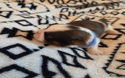 Shih Tzu dogs for sale: 5 stunning kc registered shih tzu pups - Image 4