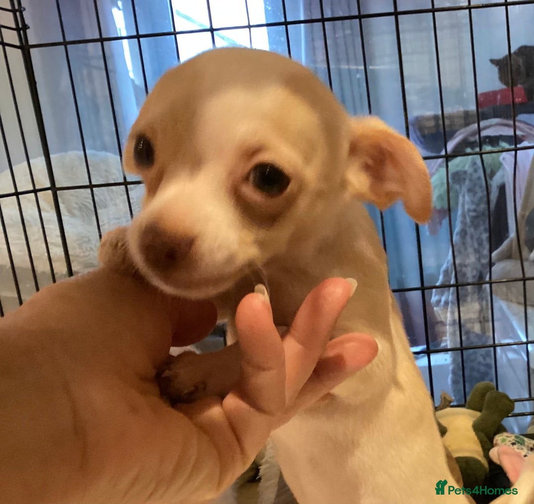 Chihuahua dogs for sale: Chihuahua babies ready now - Image 3