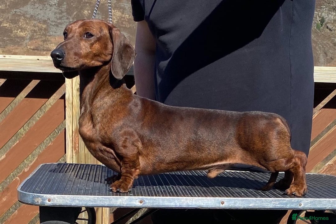 Miniature Dachshund dogs for stud: For Stud!! PRA Clear, KC Registered,Red Brindle - Advert 3
