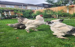 Chickens poultry for sale: Hatching eggs - Image 17