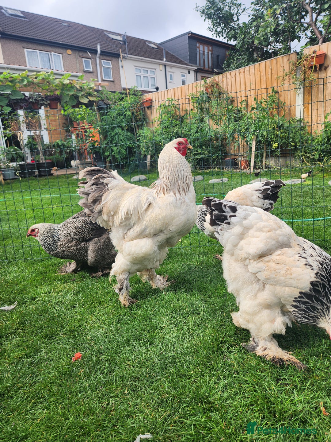 Chickens poultry for sale: Hatching eggs - Image 17