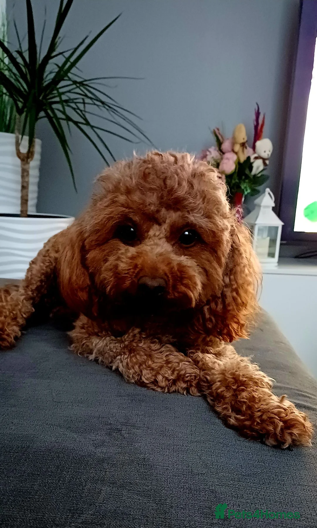 Toy Poodle dogs for stud: Gucci toy poodle in Bournemouth - Advert 1