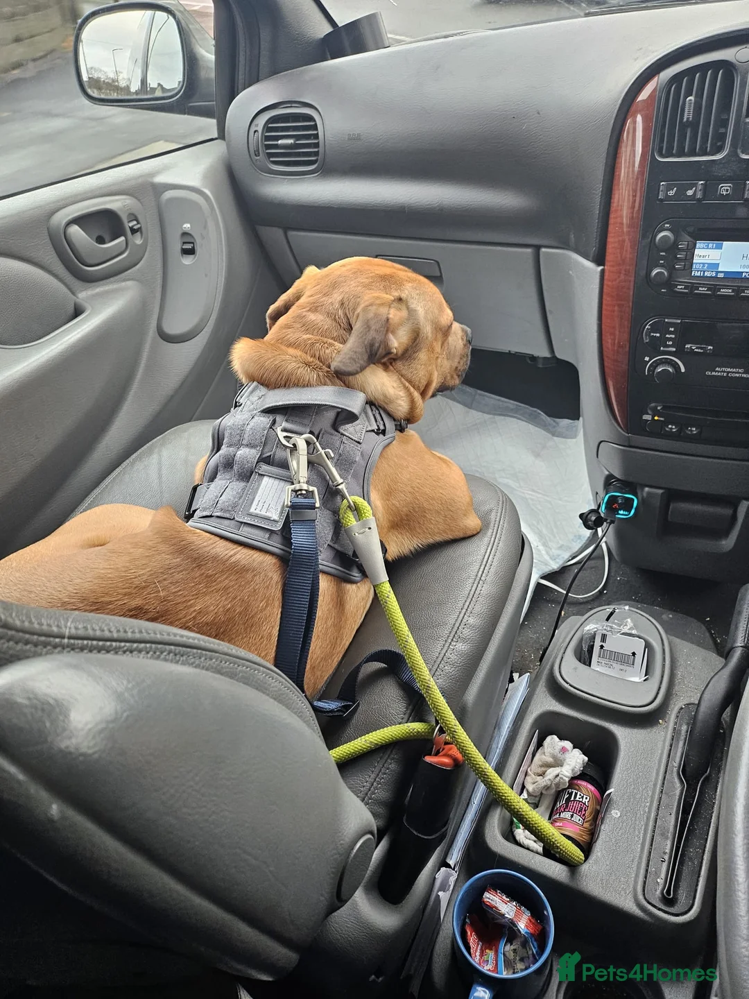 Mixed Breed dogs for sale: 2 year old bullmastif x staffy in Wednesbury - Advert 12