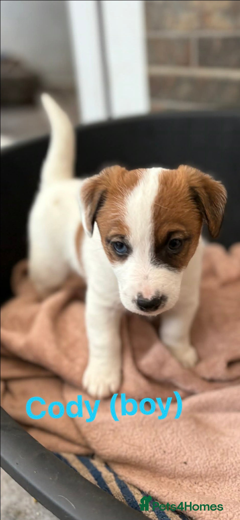 Jack Russell dogs (Last boy)Traditional Jack Russell Puppy for Sale - Advert 6