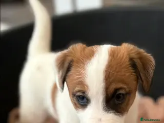 Jack Russell dogs (Last boy)Traditional Jack Russell Puppy for Sale - Advert 1