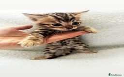 Bengal cats for stud: Stunning Male Bengal Stud 🌟TICA REGISTERED🌟 in Wolverhampton - Image 14