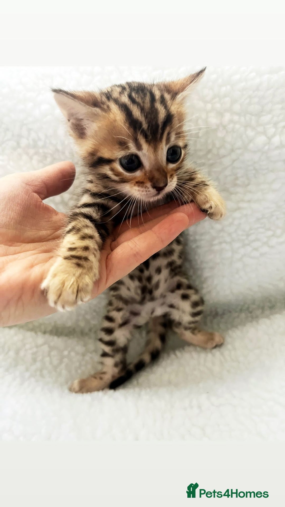 Bengal cats for stud: Stunning Male Bengal Stud 🌟TICA REGISTERED🌟 in Wolverhampton - Image 14
