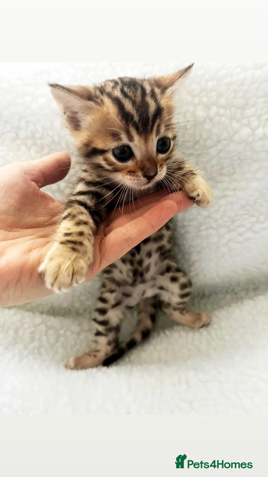 Bengal cats for stud: Stunning Male Bengal Stud 🌟TICA REGISTERED🌟 in Wolverhampton - Advert 14