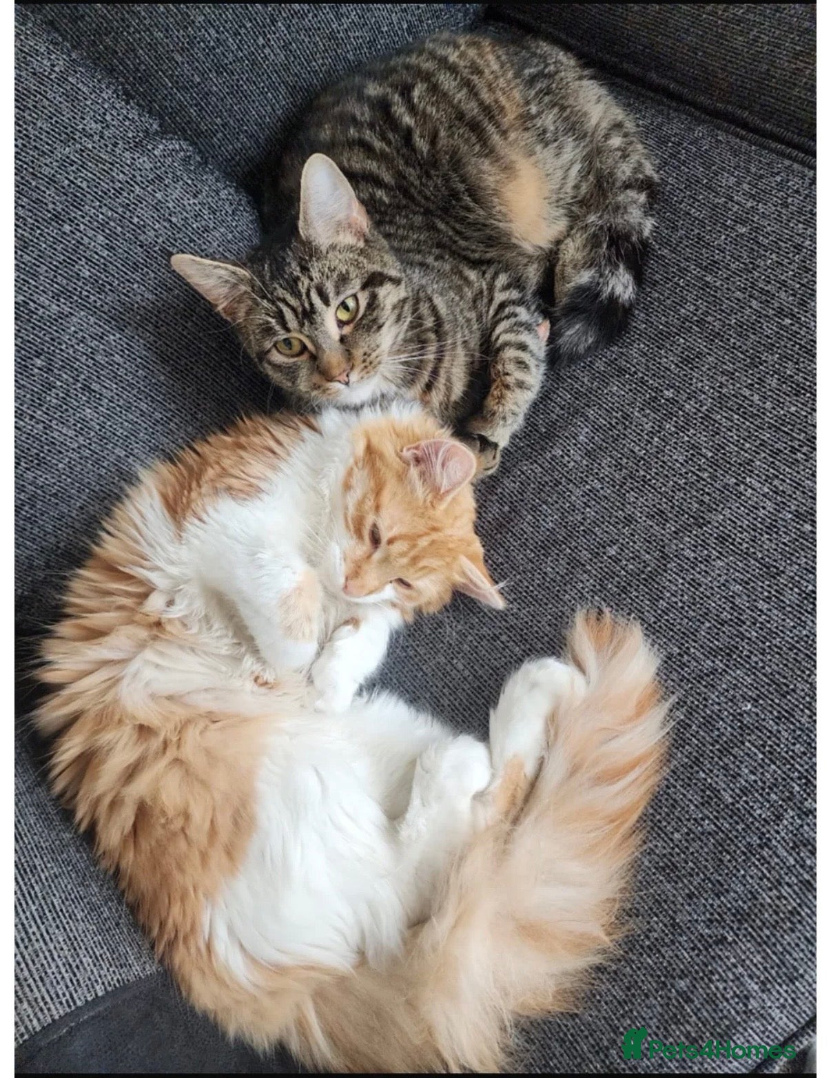 Mixed Breed cats Two female kittens for sale!  - Advert 1