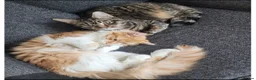 Mixed Breed cats for sale: Two female kittens for sale!  in Walsall - Advert 1