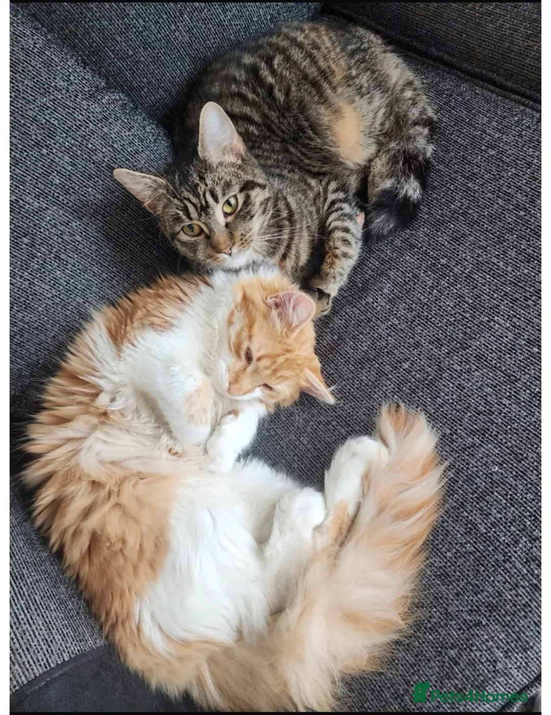 Mixed Breed cats for sale: Two female kittens for sale!  in Walsall - Advert 1