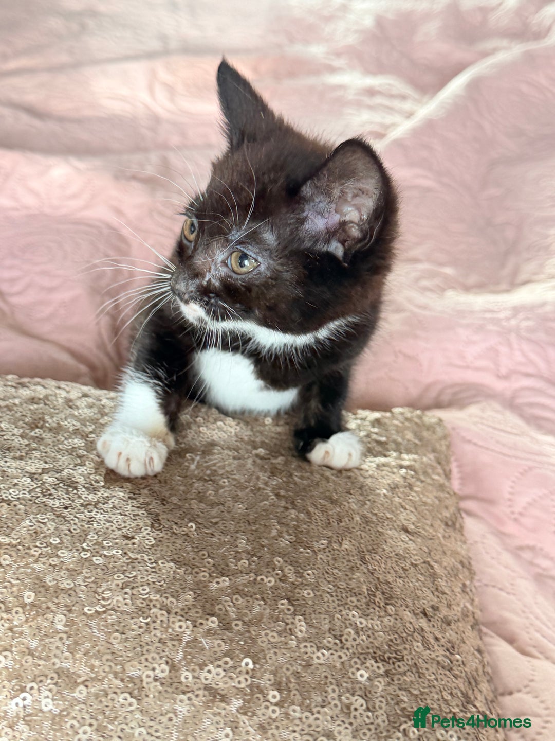 British Shorthair cats for sale: Purr-fect  **  Kittens Ready for new home - Advert 19