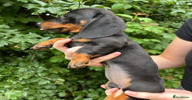 Miniature Dachshund dogs - Advert 10