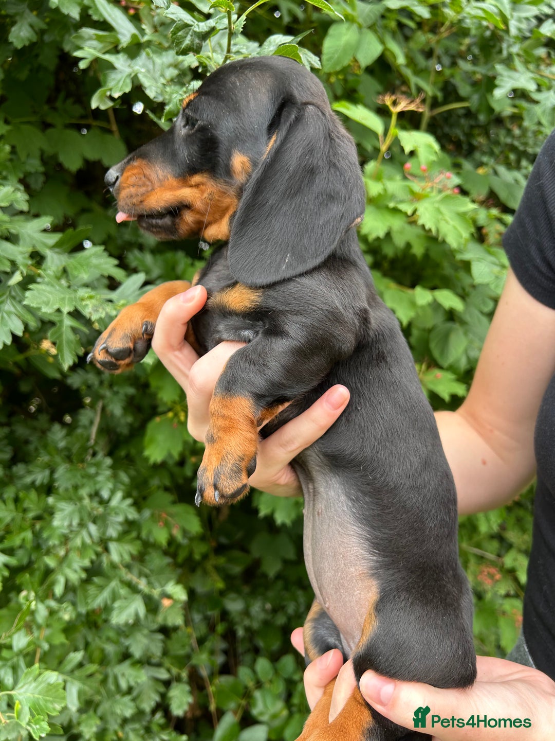 Miniature Dachshund dogs for sale: ABSOLUTELY GORGEOUS MINI DACHSHUND PUPS - Image 1