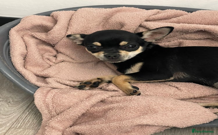 Chihuahua dogs - Advert 5