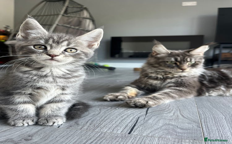 Maine Coon cats - Advert 3