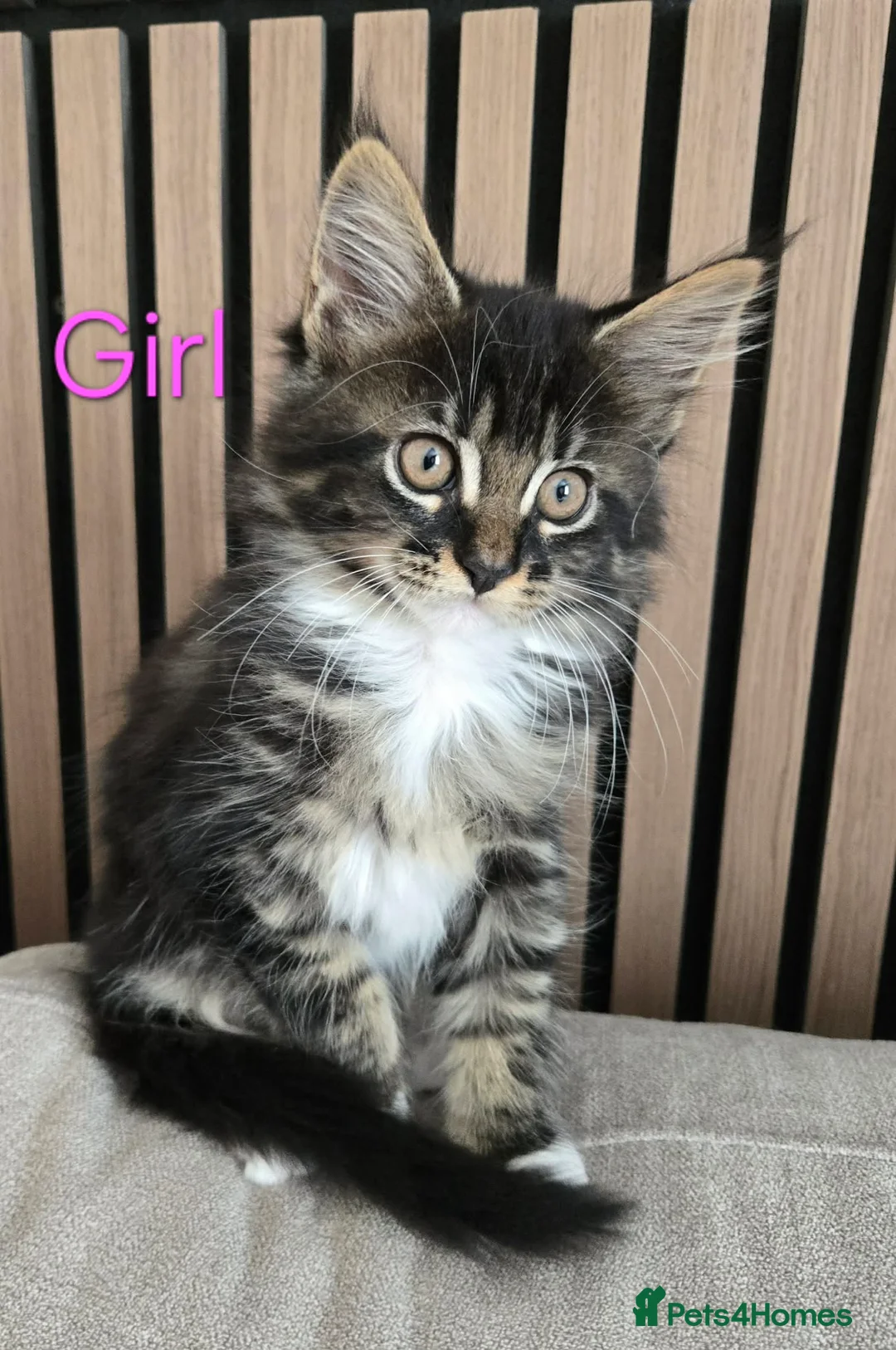 Maine Coon cats for sale: Maine coon brother and sister. - Advert 2