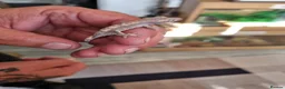 Gecko reptiles for sale: CRESTED GECKOS BABIES  - Advert 3