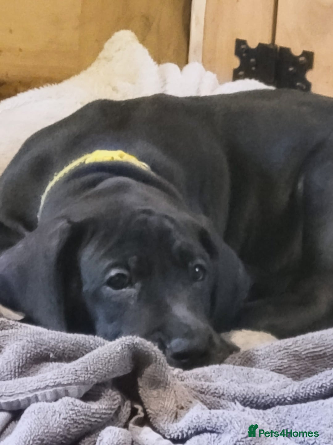 Great Dane dogs for sale: Only 2 beautiful Great Dane girls left. Ready now - Advert 33