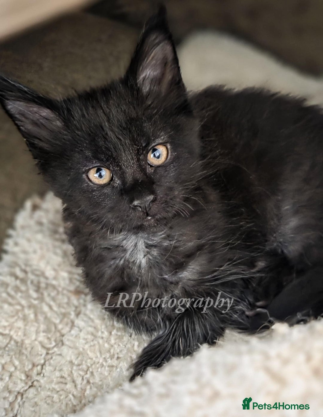 Maine Coon cats for sale: TICA REGISTERED MAINE COONS - Advert 6