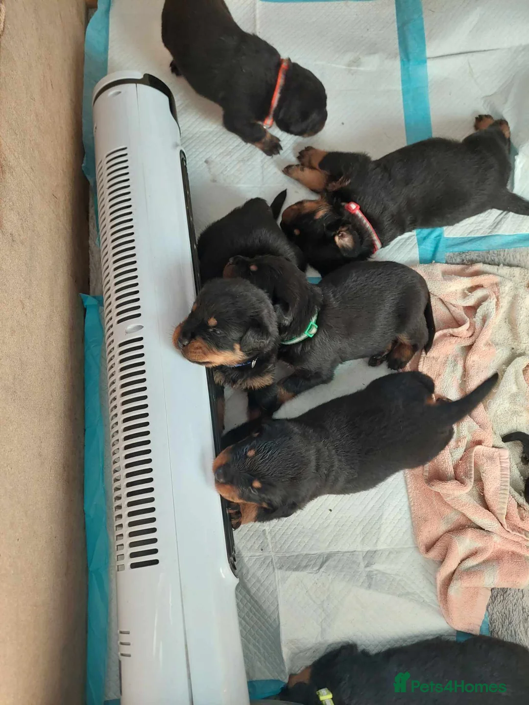 Rottweiler dogs for stud: proven rottweiler stud in Barnsley - Advert 22