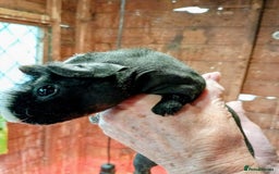 Guinea Pig rodents for sale: Young Skinny Pigs - Image 4