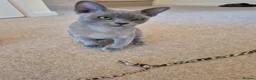 Burmese cats for sale: Gorgeous Blue Male Burmese Kitten - Advert 3
