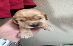 Sprocker dogs for sale: Cocker spaniel pups  - Image 12
