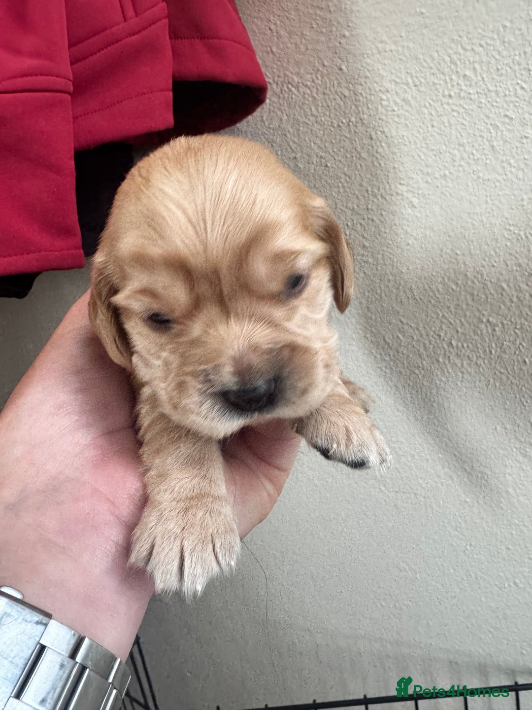 Sprocker dogs for sale: Cocker spaniel pups  - Image 12