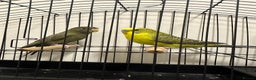 Budgerigars birds for sale: Budgies and cages for sale! - Advert 5