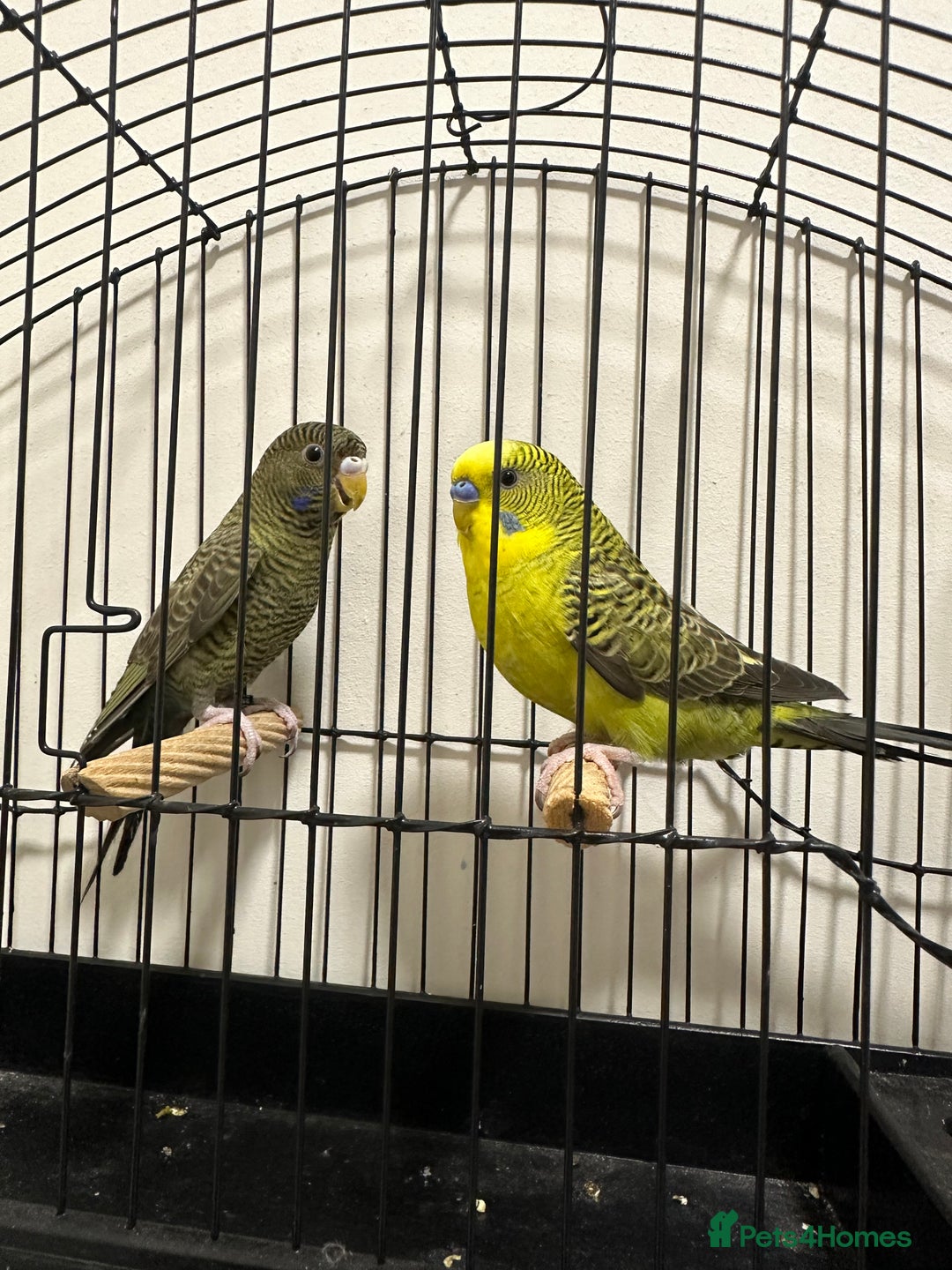 Budgerigars birds for sale: Budgies and cages for sale! - Advert 5