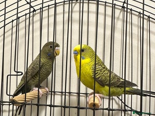 Budgerigars birds Bfbw Budgie pairs for sale! - Advert 10